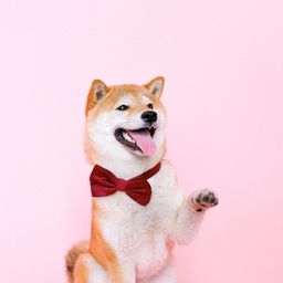 一只橘猫