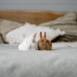慢吞吞的蜗牛
