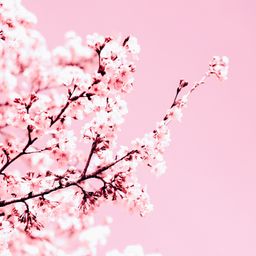 砚秋