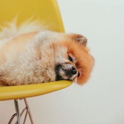 山间小鹿